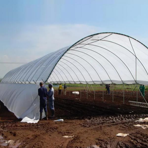 Quality Blueberry PE Film Poly Tunnel Greenhouse Anti Ultraviolet for sale