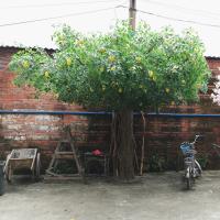 China Green Branches Fake Lemon Tree For Party Wedding Festival Decoration factory