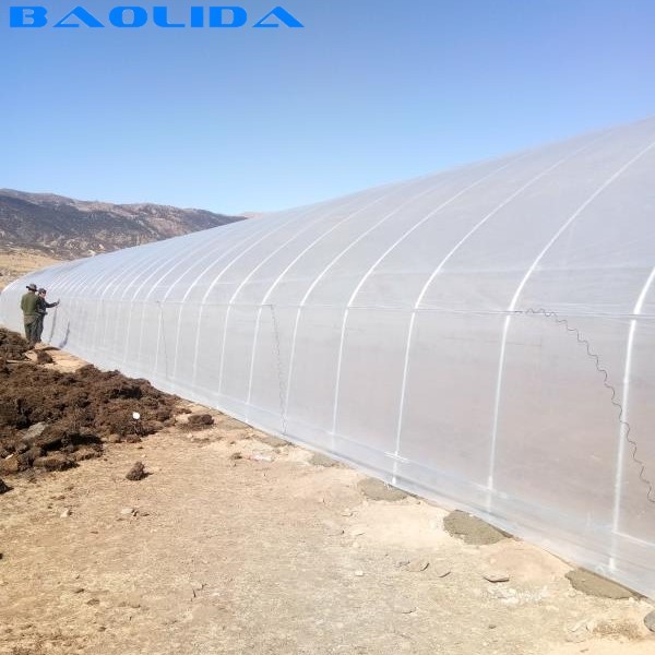 Quality Stable Structure Polyethylene Film Greenhouse / Vegetable Tomato Plant for sale