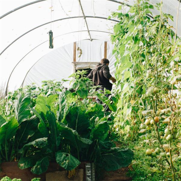 Quality Hydroponic System Tomato Farming Plastic Film Greenhouse 3-5m for sale