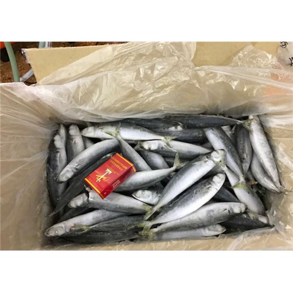 Quality Seafood Health High Protein 100g 120g Frozen Round Scad for sale