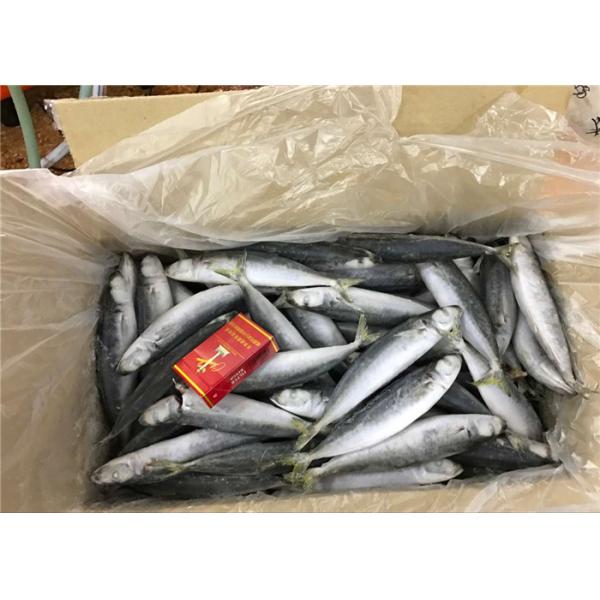 Quality Seafood Health High Protein 100g 120g Frozen Round Scad for sale