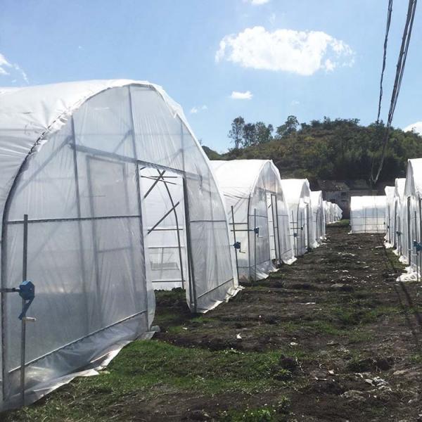 Quality Tunnel Agriculture 8m Greenhouse Plastic Film Polyethylene Film Greenhouse for sale