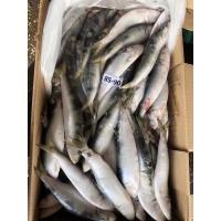 China BQF / IQF Frozen Sardine Fish , 70/80pcs 80/90pcs Fresh Frozen Seafood factory