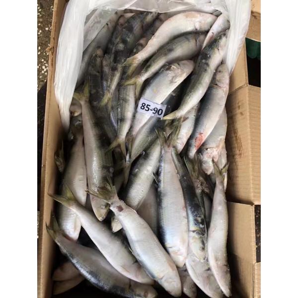 Quality BQF / IQF Frozen Sardine Fish , 70/80pcs 80/90pcs Fresh Frozen Seafood for sale