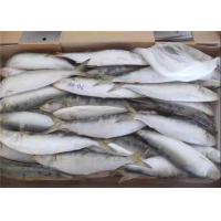 China Sardinops Melanostictus Whole Round Fresh Frozen Fish For Canning factory