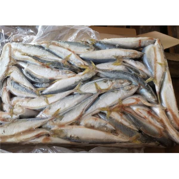 Quality A Grade 50g-60g Pacific Mackerel Fresh Frozen Seafood for sale