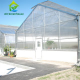 Quality Commercial Single Span Venlo Type PC Sheet Greenhouse Impact Resistant for sale