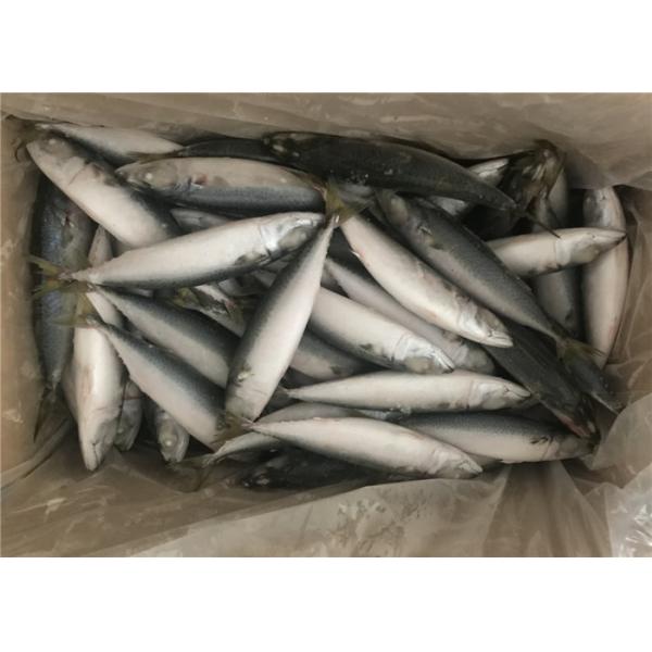 Quality Pacific IQF Fish 80g Whole Round Bulk Fresh Frozen Mackerel for sale