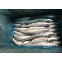 China 2019 fresh Frozen Pacific mackerel flash frozen fish  iqf Mackerel factory