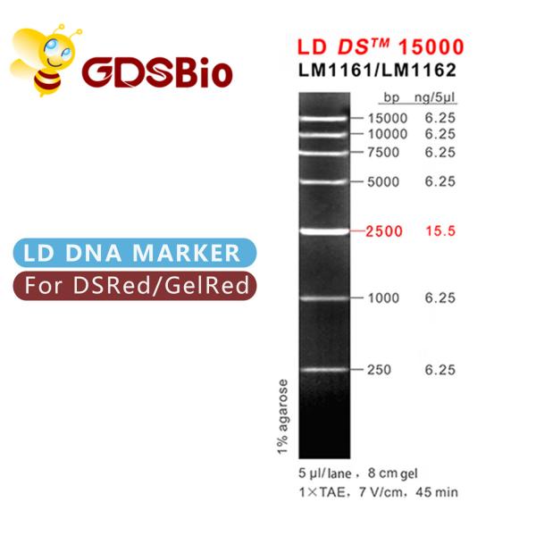 Quality LD DS 15000bp 15kb DNA Marker Ladder LM1161 (50 preps)/LM1162 (50 preps×5) for sale