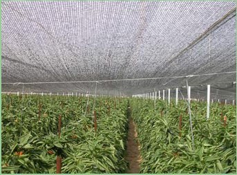 Quality Agriculture Greenhouse Shade Netting for sale