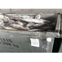 China Omega 3 Natural Color 500g 1.8kg A Grade Fresh Skipjack Tuna factory