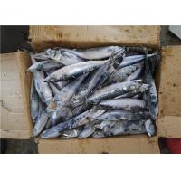 Quality Scomber Japonicus Under 18 Degree 300g Fresh Frozen Mackerel for sale
