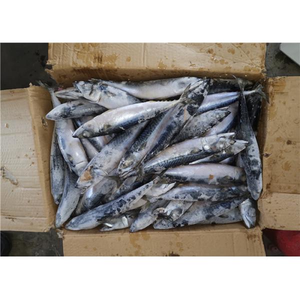 Quality Scomber Japonicus Under 18 Degree 300g Fresh Frozen Mackerel for sale