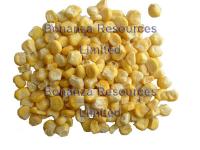 China Freeze Dried Sweet Corn Ingredients of Instant Soup Noodles factory