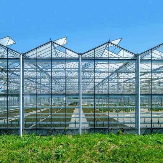 Quality Hot Galvanzied Steel Pipe Agricultural Venlo Glasshouse Turnkey Project for sale