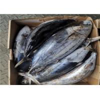 Quality Seafrozen Katsuwonus Pelamis Whole Round Fresh Skipjack Tuna for sale