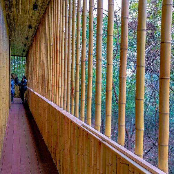 Quality 100 % Natural Strong Durable Moso Bamboo Pole Customize Length for sale
