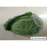 China Oval Shape Green Pointed Head Cabbage Lower Blood Pressure 1 - 3 KG / PER factory