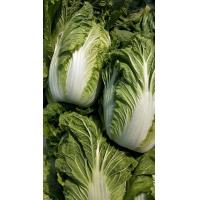 China Green Color Organic Chinese Cabbage For Frying / Raw Food / Salted factory