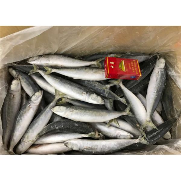 Quality Pacific Mackerel High Protein 70g Frozen Round Scad for sale