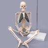 China Human simulation PVC skeleton model 180cm on medical anatomy model factory