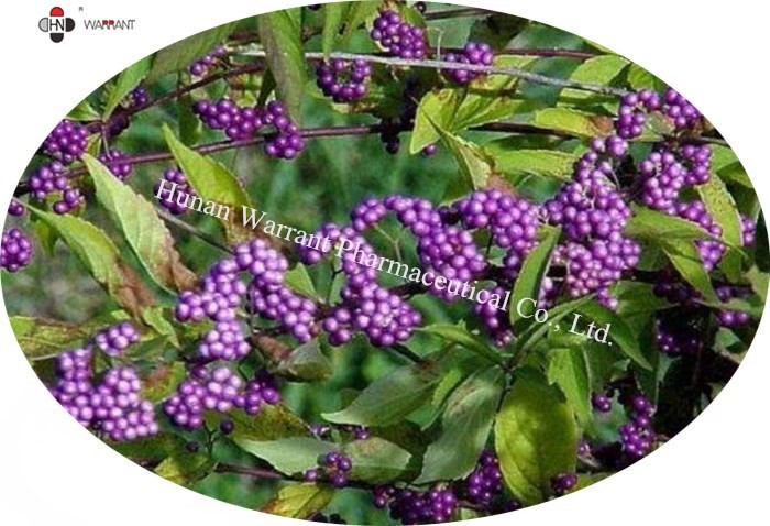 China Skin Diseases Treatment 30% Flavones CALLICARPA JAPONICA Extract factory