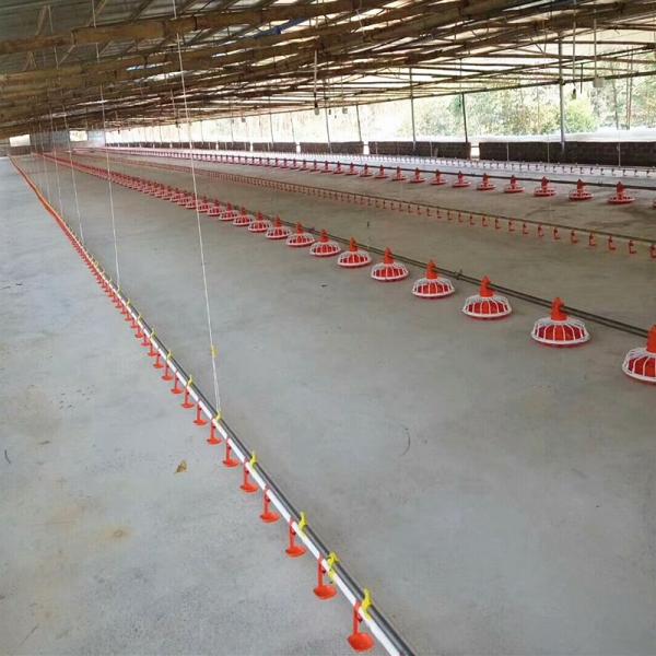 Quality 4pan/3m Poultry Raising Equipment for sale