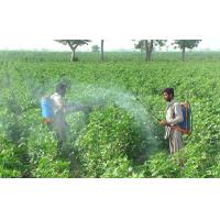 China Mesotrione 95%TC/herbicide/Pakistan Market factory