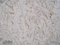 China Popular Polishing Natural CREAM FLOWER Marble Cut To Size Slabs factory