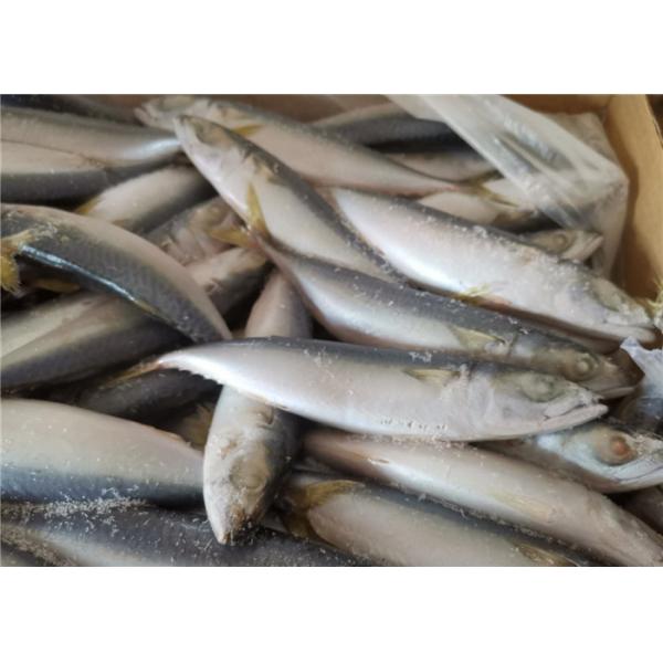 Quality A Grade 50g-60g Pacific Mackerel Fresh Frozen Seafood for sale