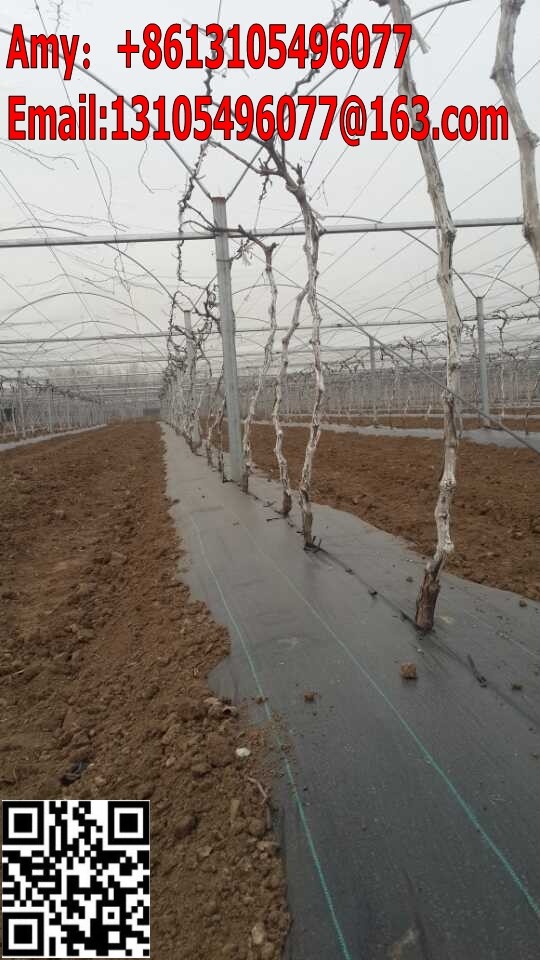 China 100% strong price low pp woven polypropylene fabric in roll/heavy duty weed control fabric factory