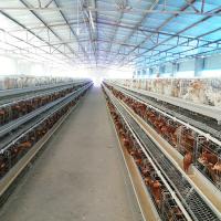 China A Type Battery Cage System Layer Chicken Chicken Layer Cage For Sale for sale