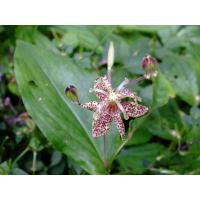 China Tricyrtis maculata D Don Machride whole parts dried or alive plant herb medicine Huang hua you dian cao factory