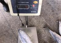 China 1.5kg Auxis Thazard Bulk Fresh Bonito Fish With Omega 3 factory