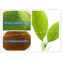 China 95% Polyphenols Antihyperlipidemic Green Tea Leaf Extract factory