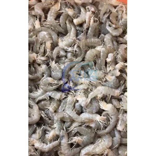 Quality Durable 800W Shrimp Processing Plant , Automatic Shrimp Head Removal System for sale