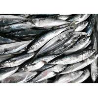 China Fresh Frozen Seafood Pacific Makerel Fish Iso Trachurus Trachurus factory