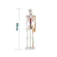 China 85cm Anatomy Human Skeleton Model Attach Heart Vascular Nerve Skeleton Model factory