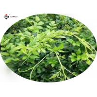China Ethanol Soluble 90% Dihydromyricetin Vine Leaf Extract factory