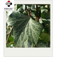 China Hederagenin 40% HPLC Ivy Leaf Extract Anthelmintic Solvent Extraction factory