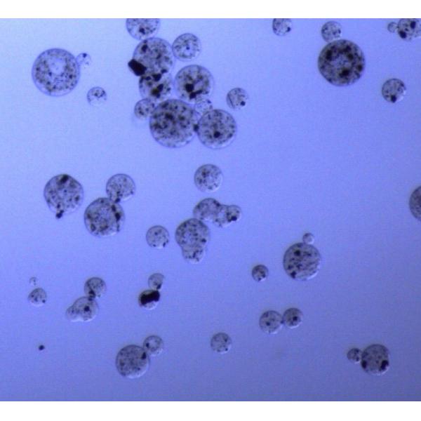 Quality 5 mL Magnetic Agarose Beads For Protein Purification 30 - 150 μm 20% Volume for sale