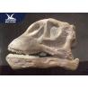 China Theme Park Dinosaur Fossil Replicas , 1.5M Mounted T rex Dinosaur Head On Wall For Indoor Exhibition factory