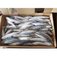 China Pacific Mackerel 60g-80g Whole Round Health Fresh Frozen Seafood factory