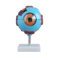 China Medical Anatomy Model Plastic Simulation Human Eye Model For Ophthalmology Teaching factory