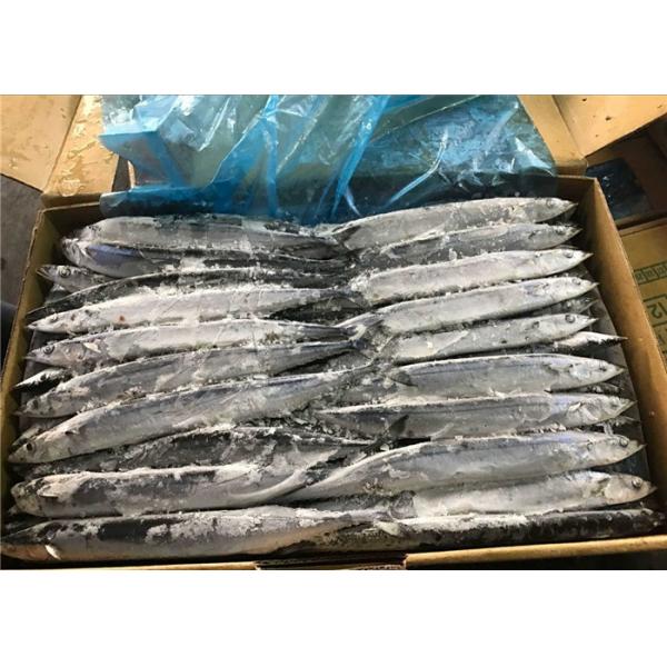 Quality 100% Net Weight BQF Seafrozen #4 Pacific Saury Fish for sale