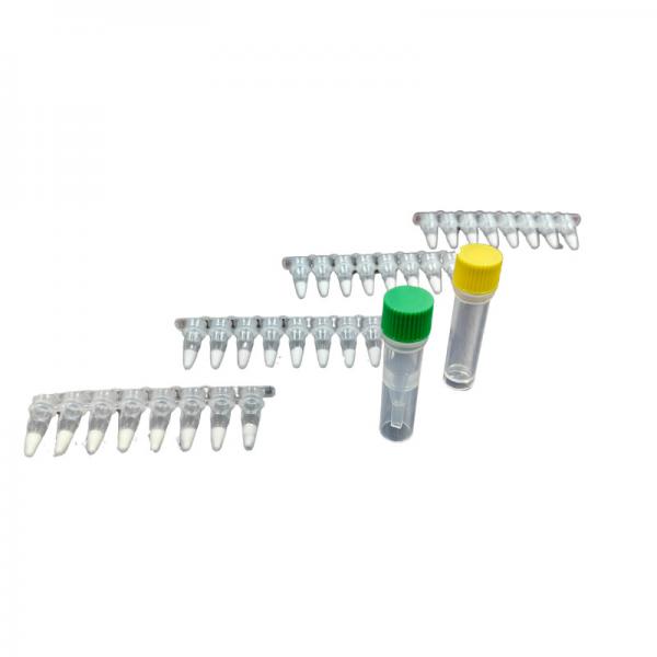 Quality Stable PCR Isothermal Amplification Kit For Genetic Engineering for sale