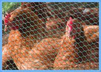 China PVC Coated Heavy Duty Chicken Wire Stainless Steel Netting Mesh For Farms factory