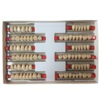 china Acrylic Resin Denture Teeth Set Repair Surfaces 2 Layers Super Hard Synthetic